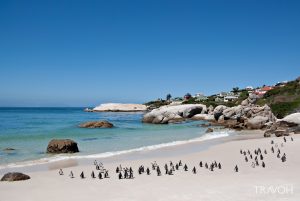 Boulders Beach - Exploring 10 of the Top Beaches in Cape Town, South Africa