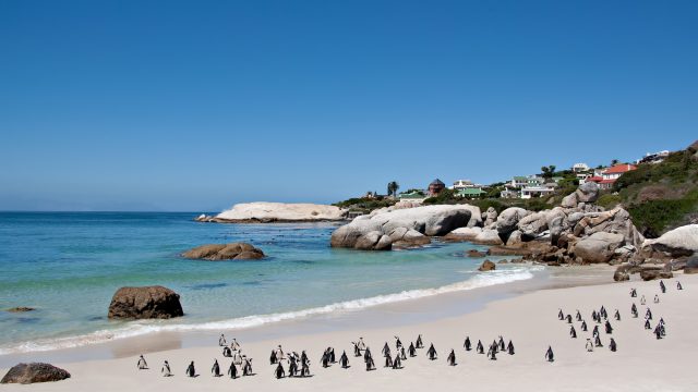Boulders Beach - Exploring 10 of the Top Beaches in Cape Town, South Africa