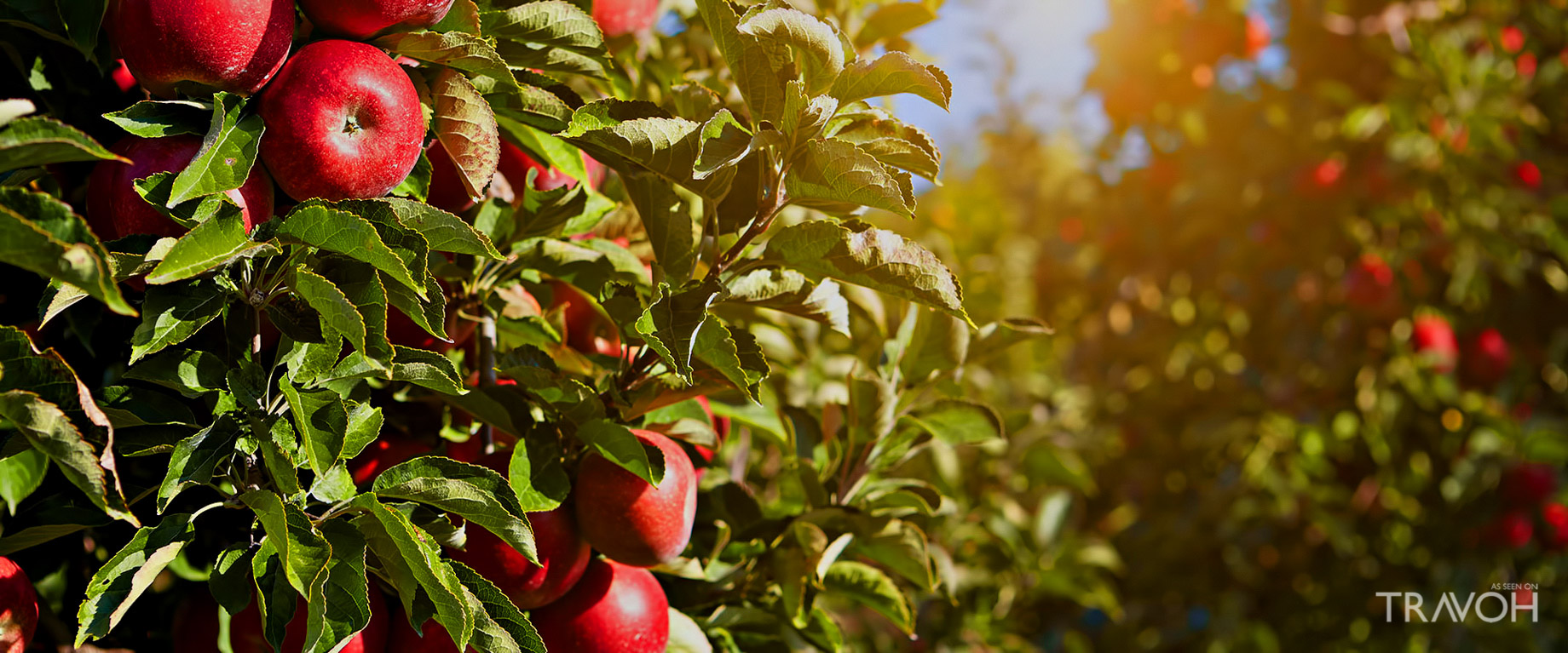 Barton Orchards Harvest Festival - 63 Apple Tree Ln, Poughquag, NY