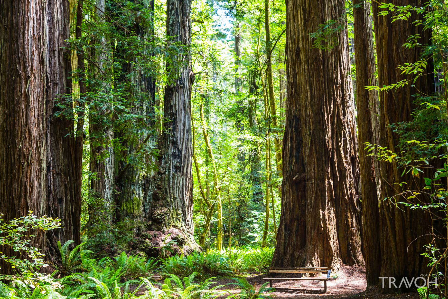 Redwood National and State Park - California, USA