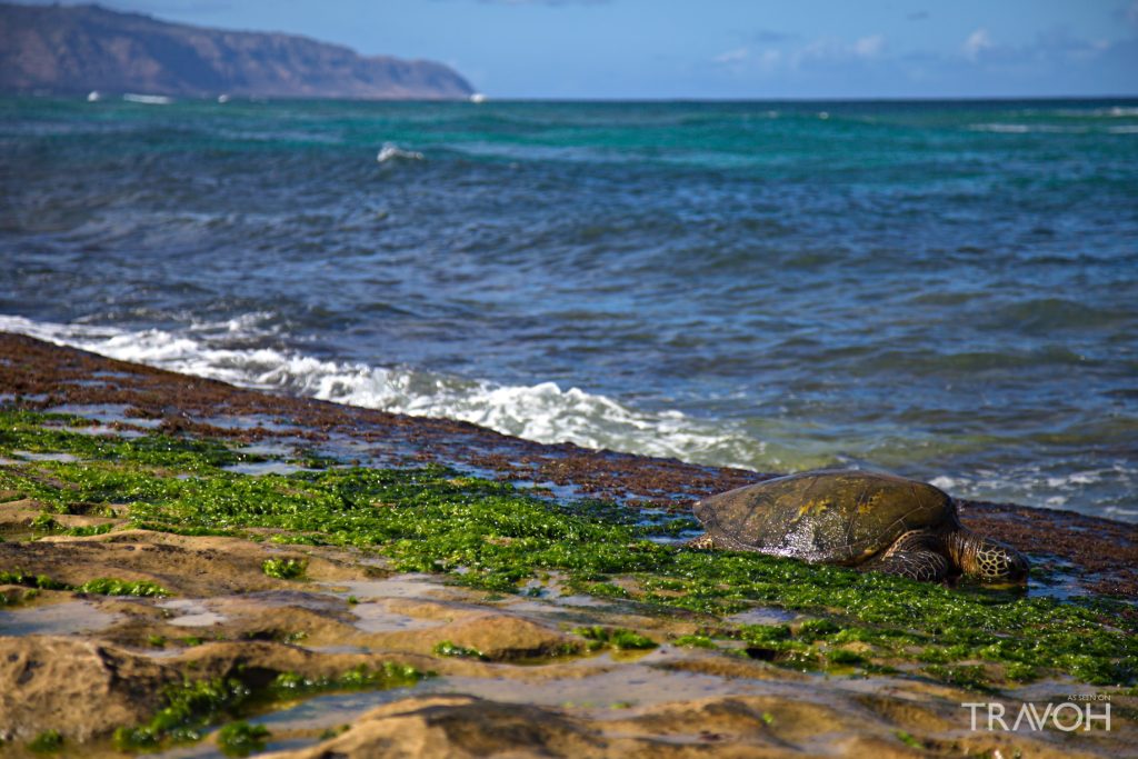 Laniakea (Turtle) Beach - Oahu, Hawaii