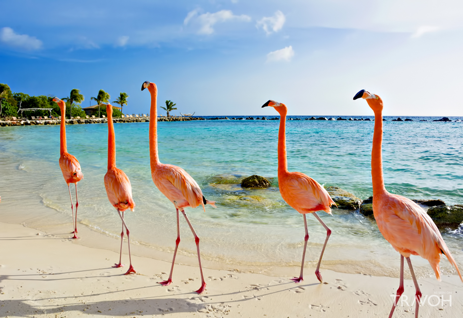 See the Pink Flamingos - Five Signature Experiences on an ABC Islands Caribbean Yacht Charter