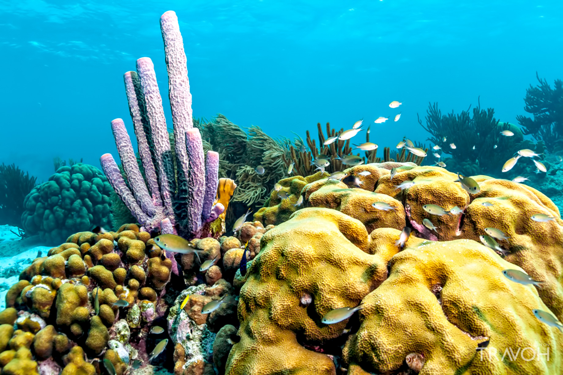 Dive Bonaire’s Underwater Paradise – Five Signature Experiences on an ABC Islands Caribbean Yacht Charter