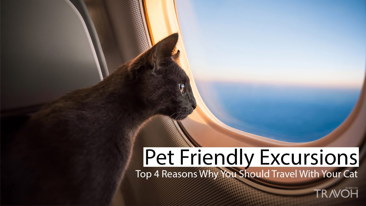 Pet-Friendly Excursions - Top 4 Reasons Why You Should Travel With Your Cat