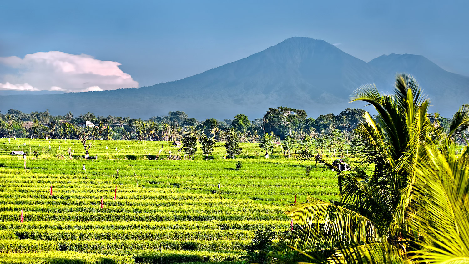 Cycle through the emerald rice fields of Canggu - Bali, Indonesia