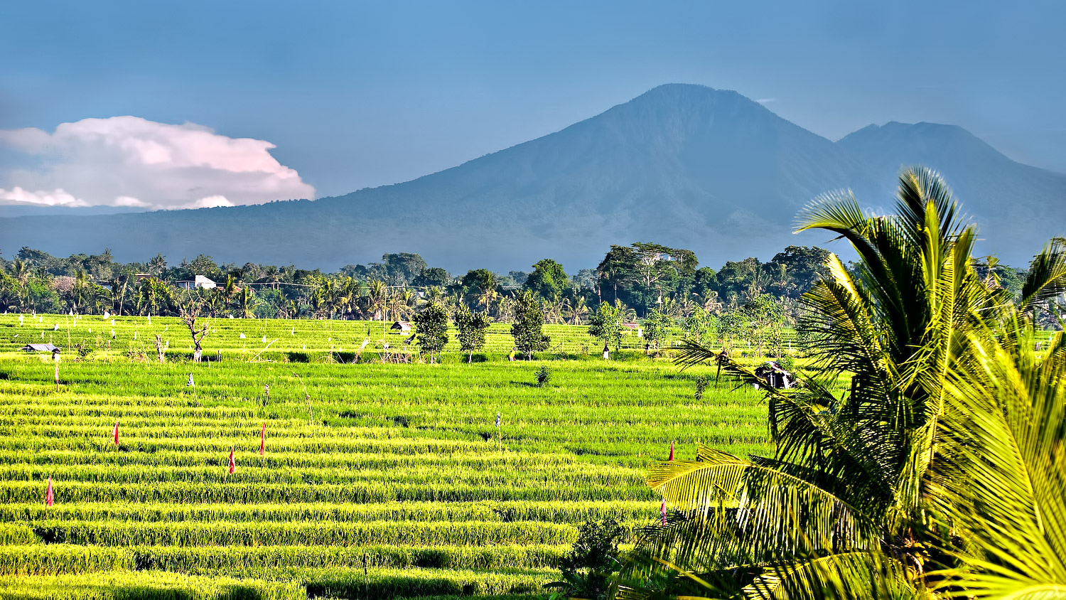 Cycle through the emerald rice fields of Canggu – Bali, Indonesia