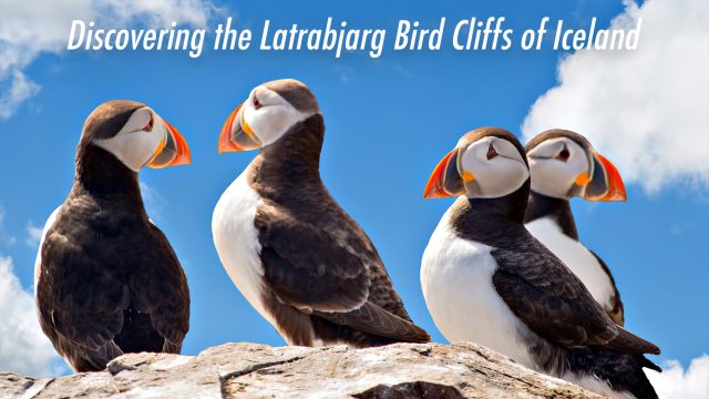 Travel Guide - Discovering the Latrabjarg Bird Cliffs of Iceland