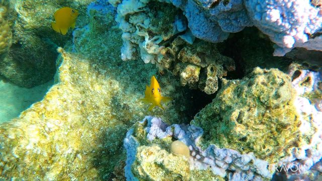 Curious Tropical Yellow Tang Fish, Coral Reef, Sea Life - Bora Bora, French Polynesia - 4K Travel