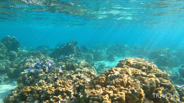 Under the Sea - Coral, Tropical Fish - Motu Tane Island, Bora Bora, French Polynesia - 4K Travel