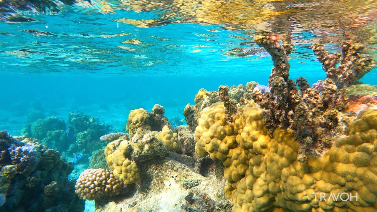 Exploring - Underwater - Coral Reef - Sea Life - Shark - Bora Bora, French Polynesia - 4K Travel