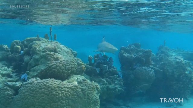 Shark Sighting Underwater - Snorkelling - Bora Bora, French Polynesia - 4K Travel