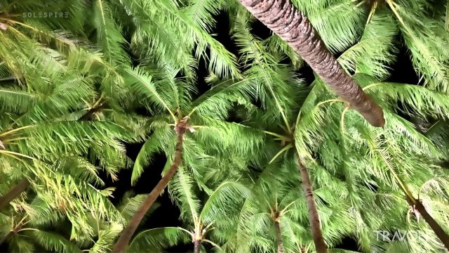 Palm Trees In The Wind At Night - Nature Relax Ambient - Bora Bora, French Polynesia - 4K Travel