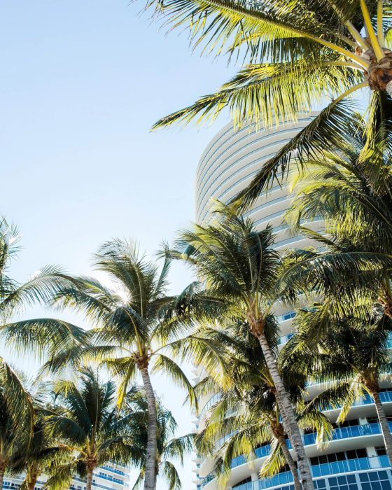 The St. Regis Bal Harbour Resort - Miami Beach, FL, USA - Tower Palm Trees