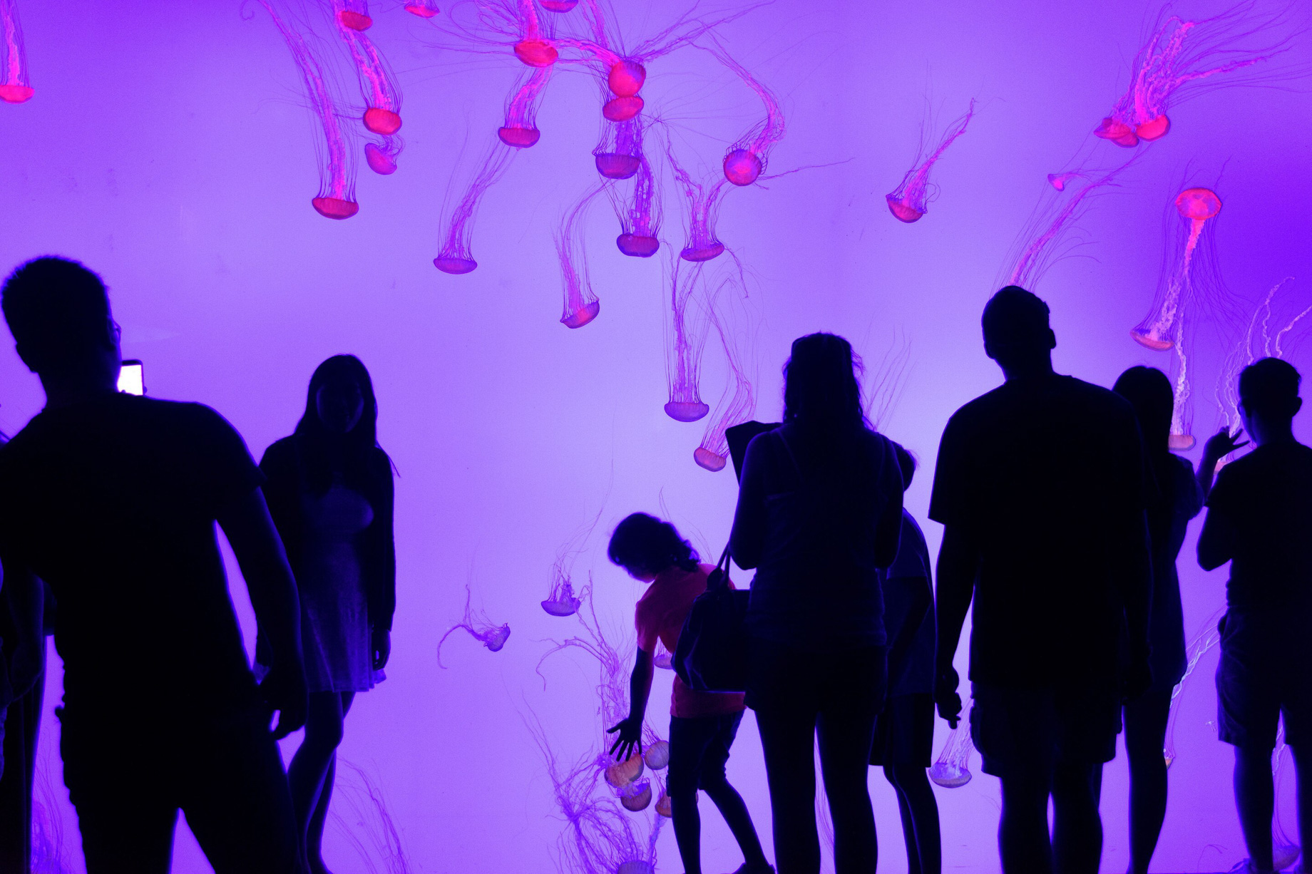 The St. Regis Toronto Hotel – Toronto, Ontario, Canada – Toronto Ripley’s Aquarium of Canada