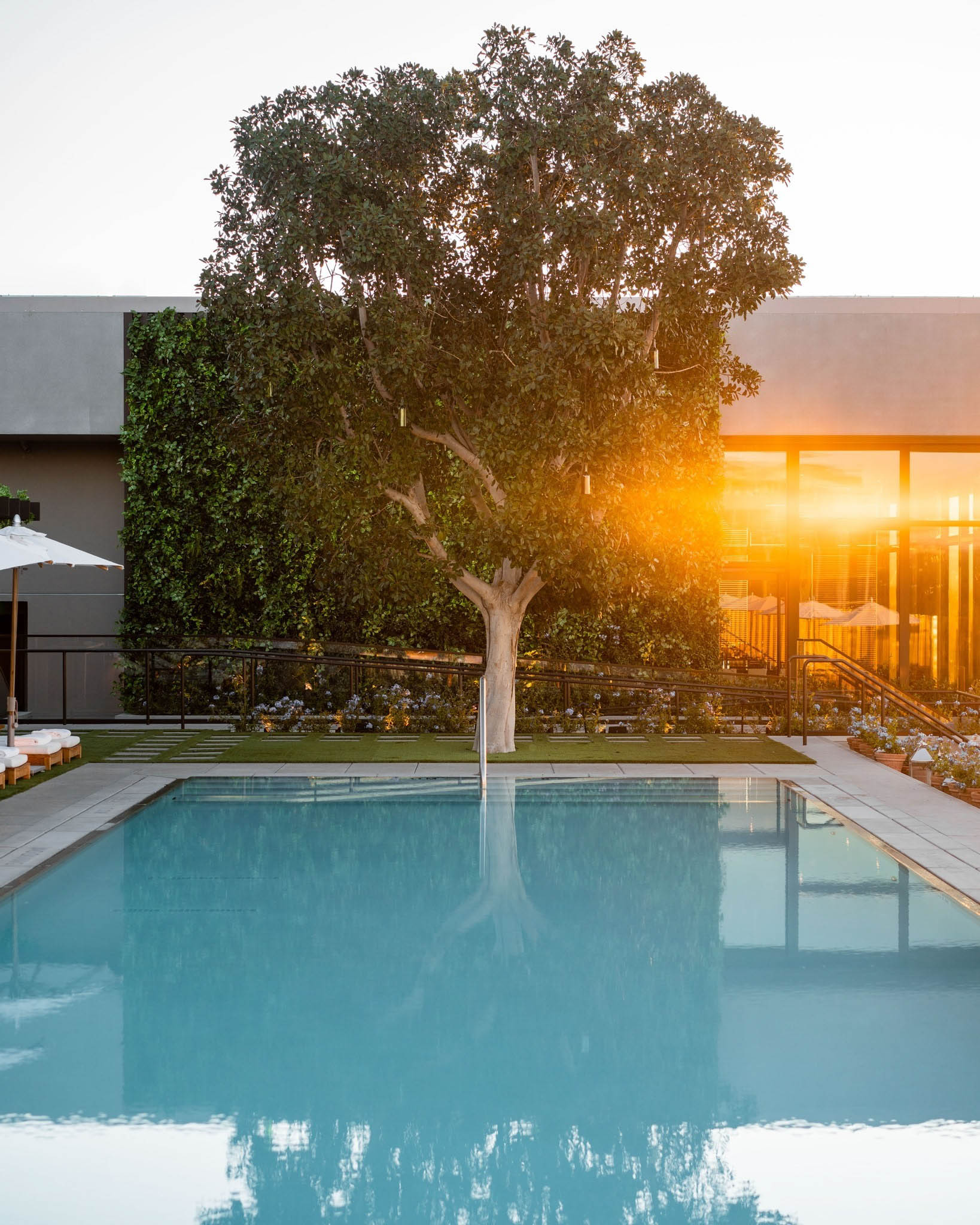 The West Hollywood EDITION Hotel – West Hollywood, CA, USA – Pool Deck Tree