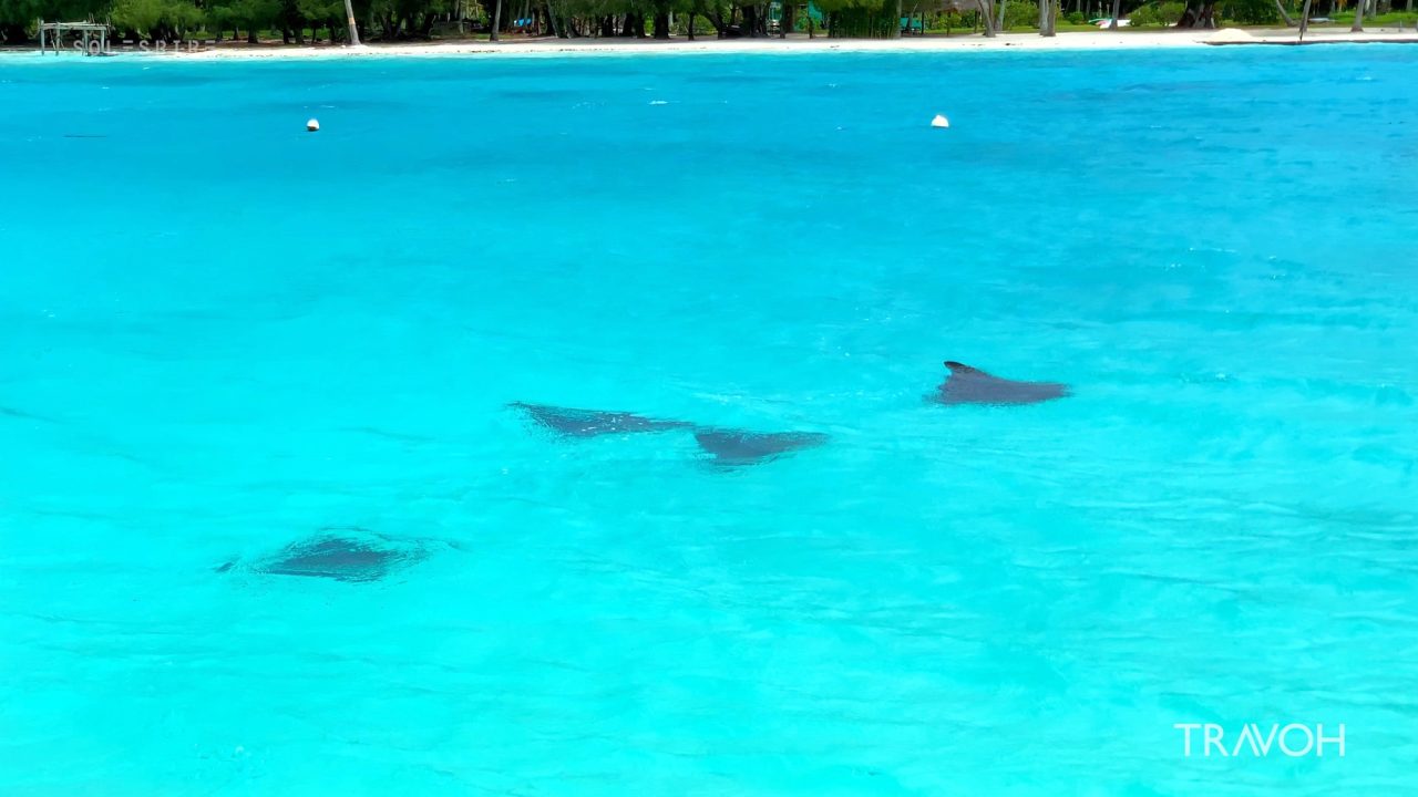 Stingrays - Tropical Sea Life Nature - Motu Tane Island - Bora Bora, French Polynesia - 4K Travel Video