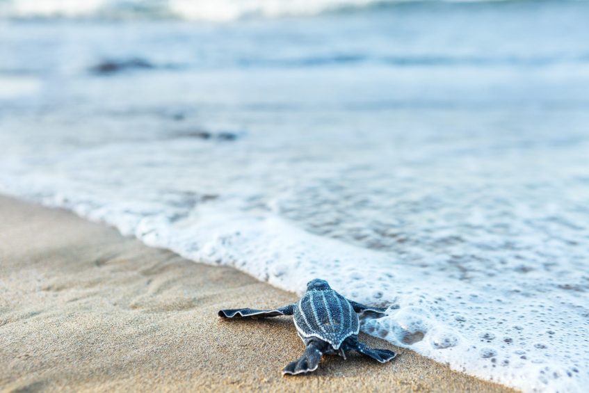 The St. Regis Bahia Beach Resort - Rio Grande, Puerto Rico - Sea Turtles Hatching