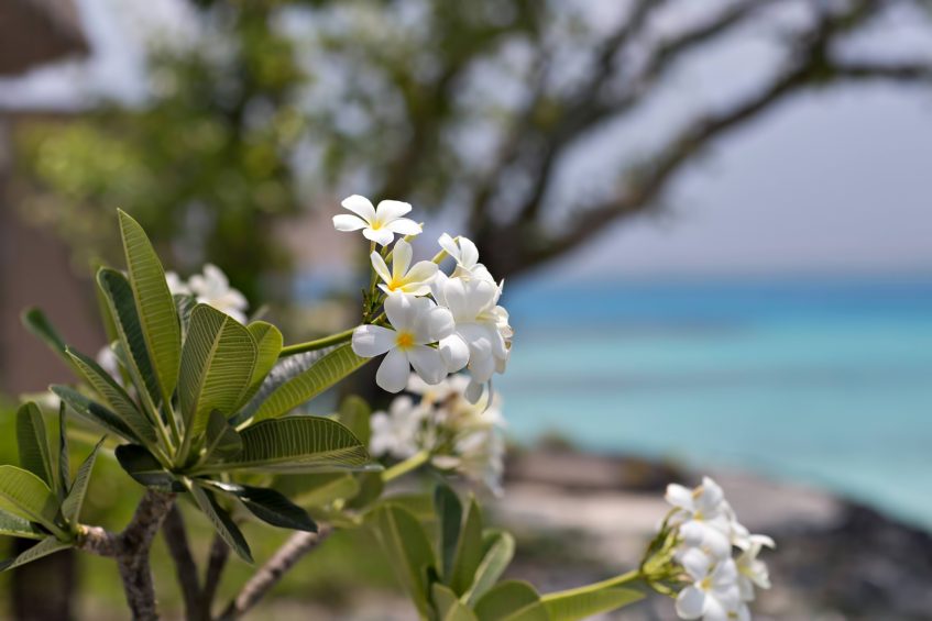 Cheval Blanc Randheli Resort - Noonu Atoll, Maldives - Tropical Flowers