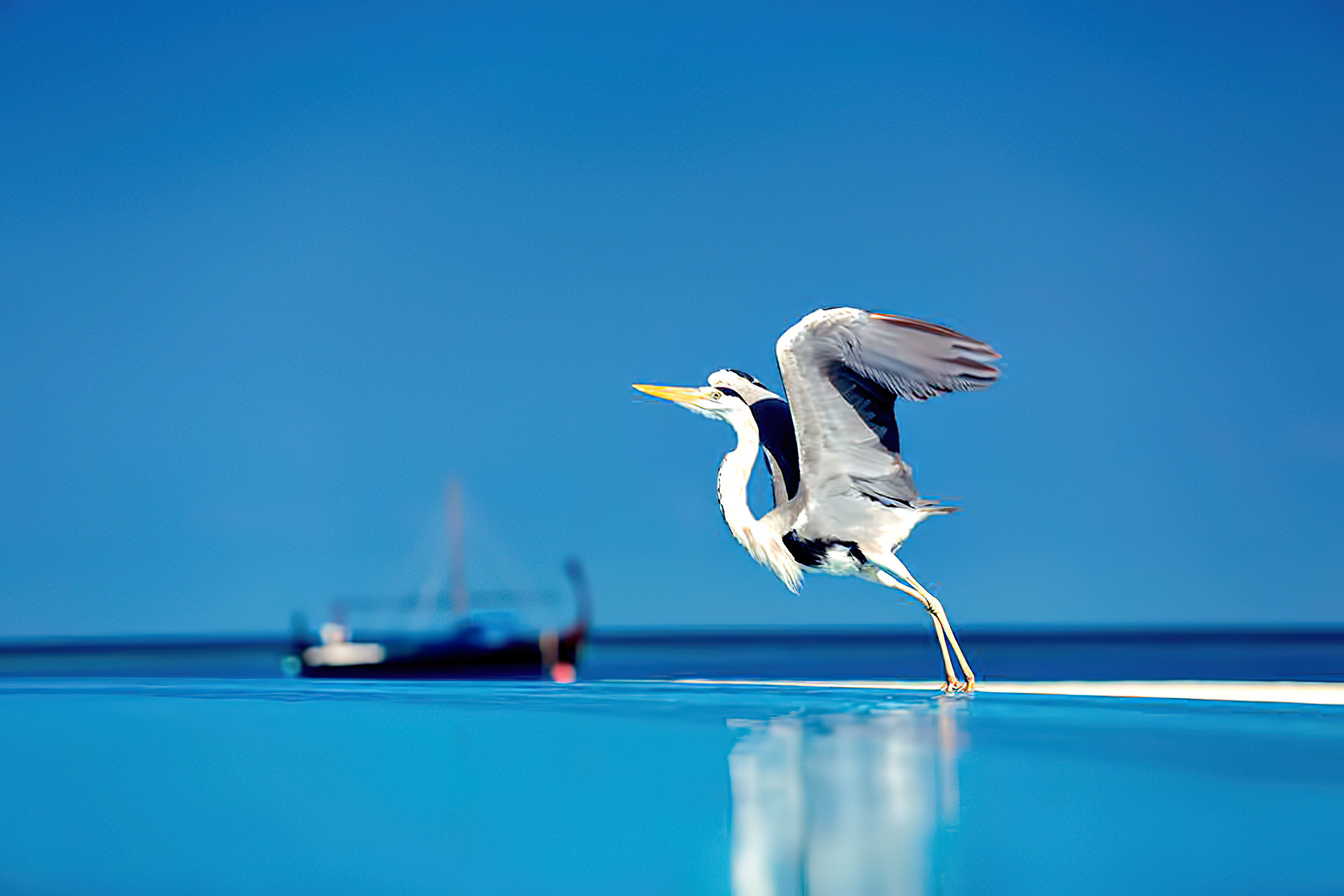 Velassaru Maldives Resort – South Male Atoll, Maldives - Bird