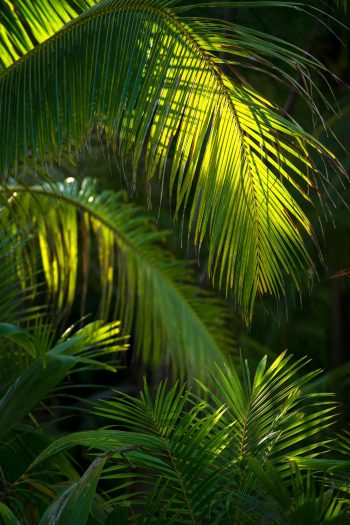 The Brando Resort - Tetiaroa Private Island, French Polynesia - Palm Tree Leaves