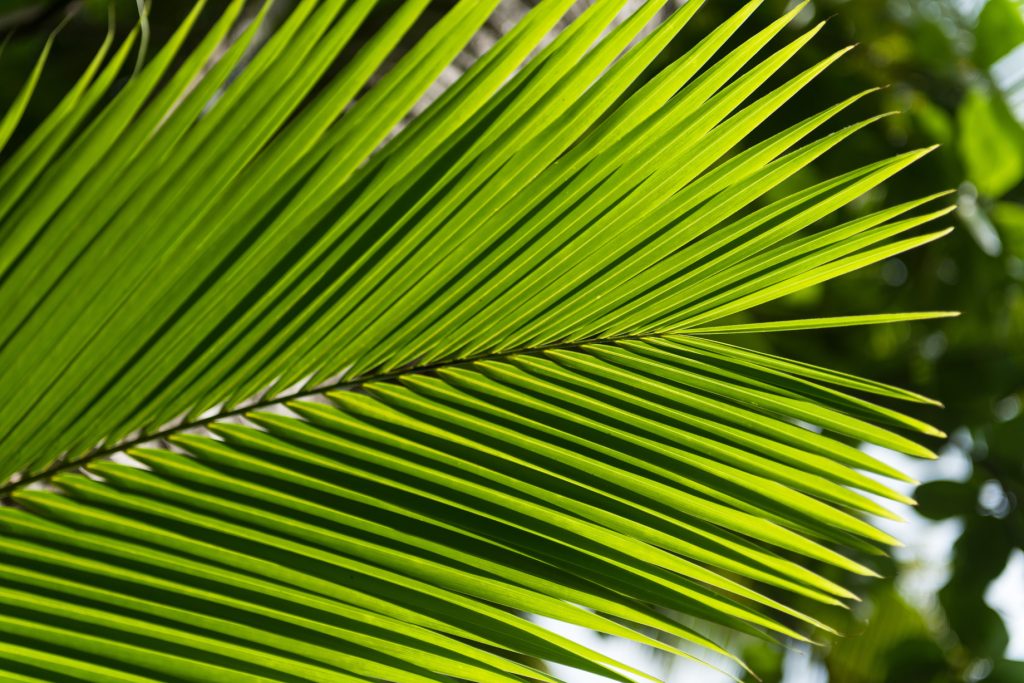 The Brando Resort - Tetiaroa Private Island, French Polynesia - Palm Tree Leaves
