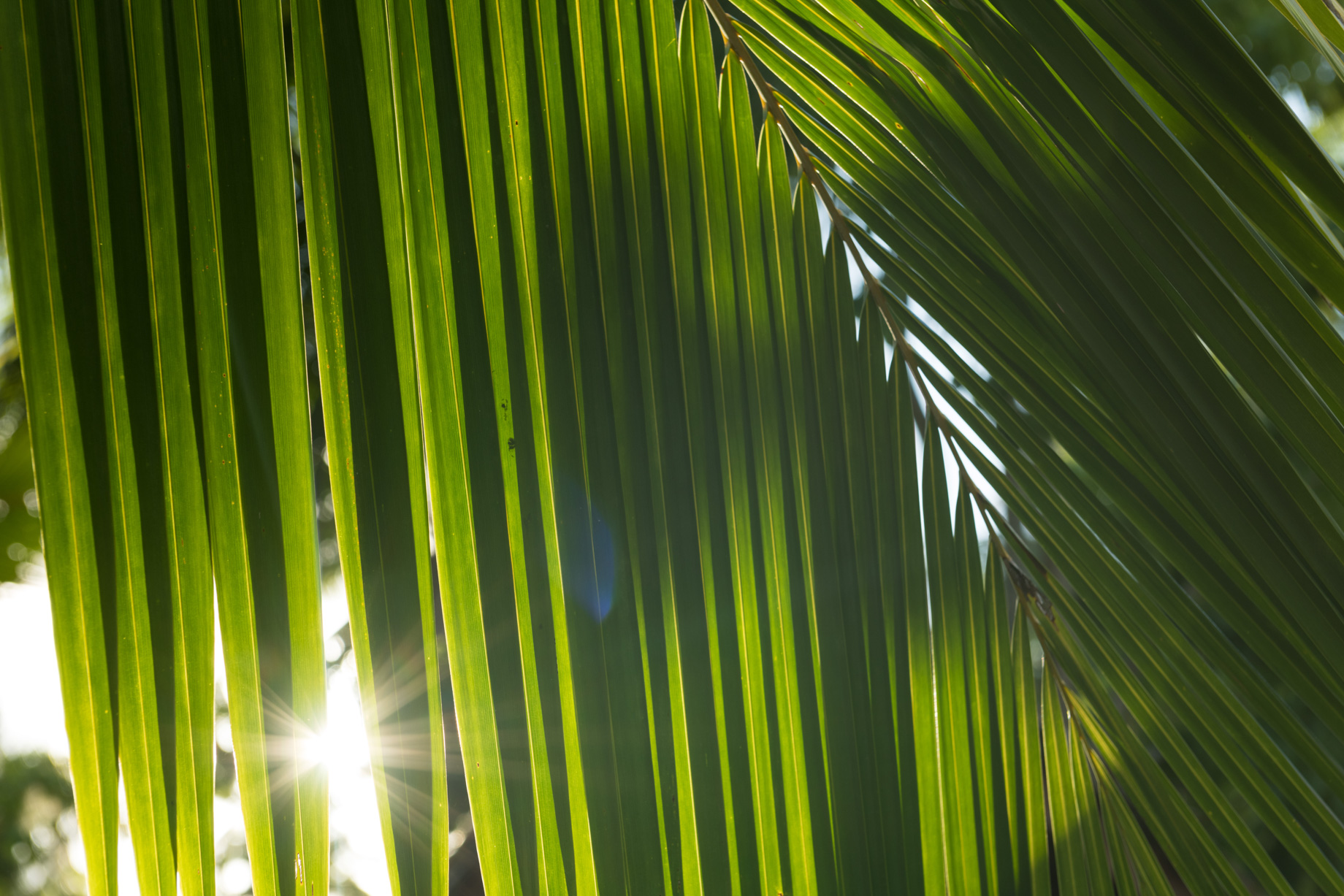 The Brando Resort – Tetiaroa Private Island, French Polynesia – Palm Tree Leaves