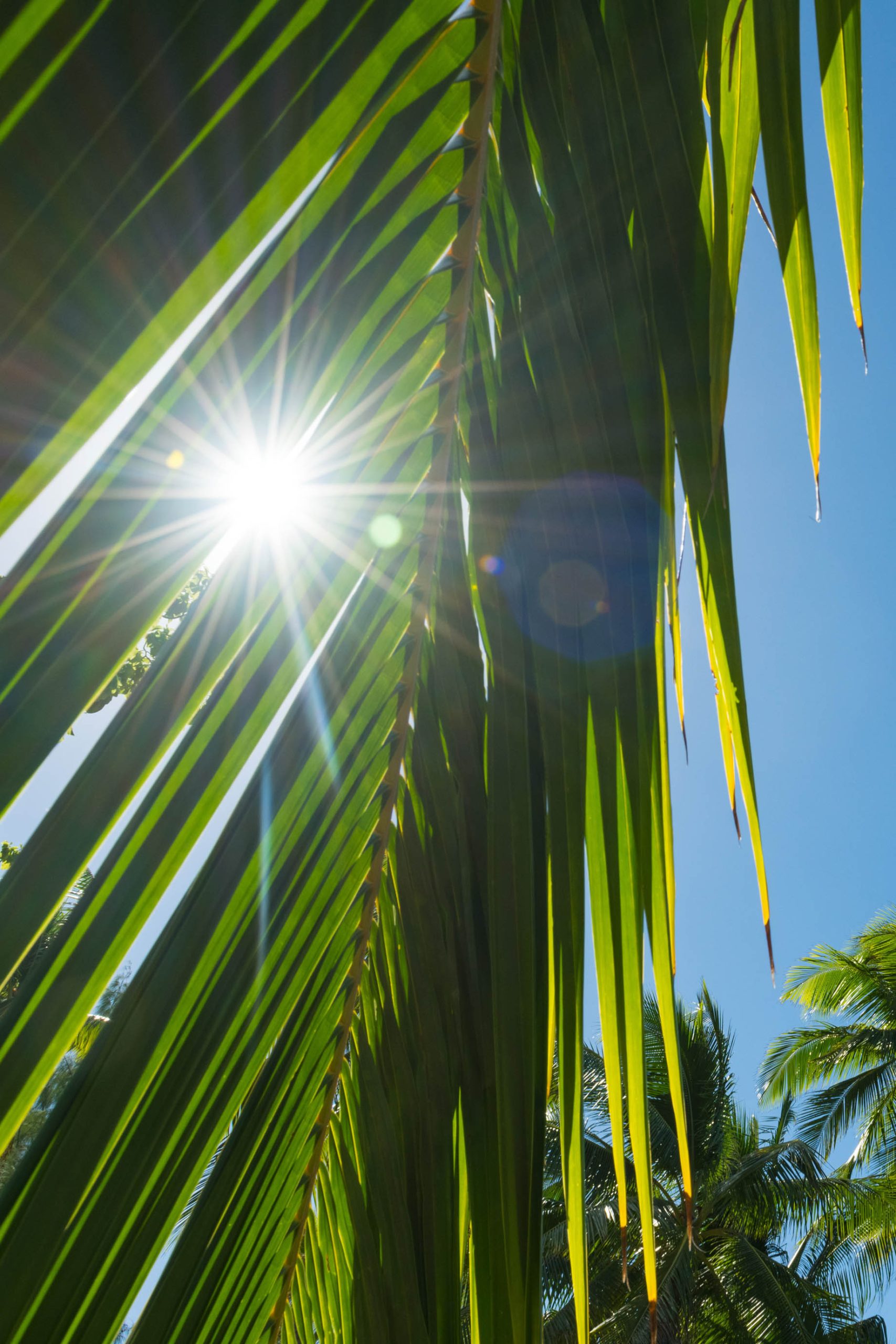 The Brando Resort – Tetiaroa Private Island, French Polynesia – Palm ...