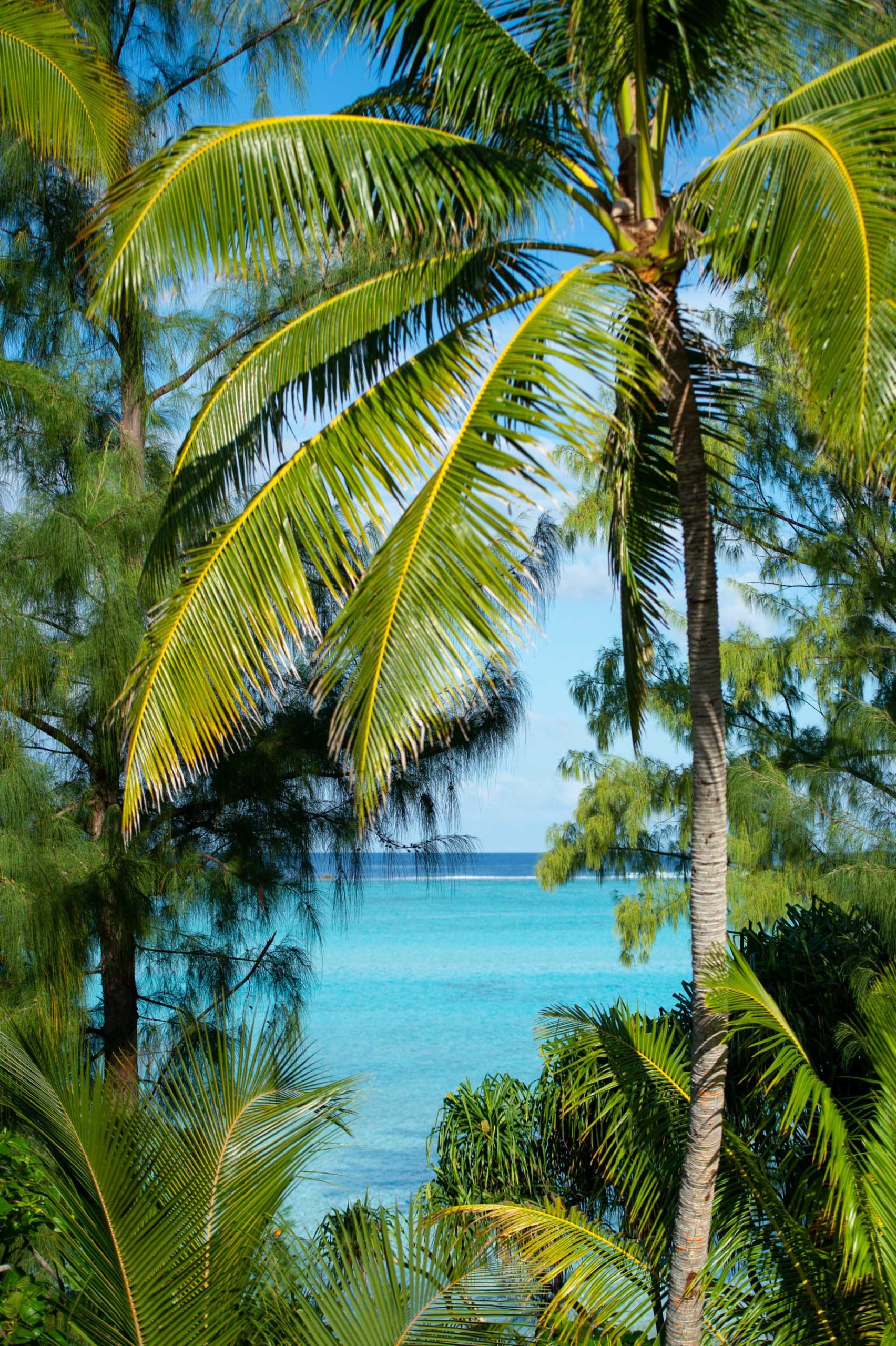 The Brando Resort – Tetiaroa Private Island, French Polynesia – Palm Tree Leaves