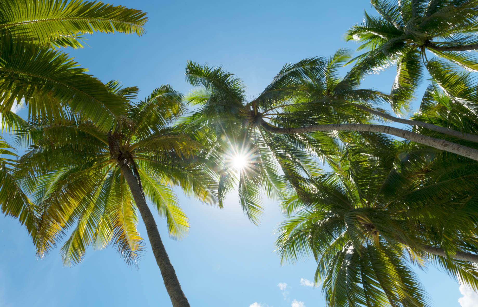 The Brando Resort – Tetiaroa Private Island, French Polynesia – Palm Tree