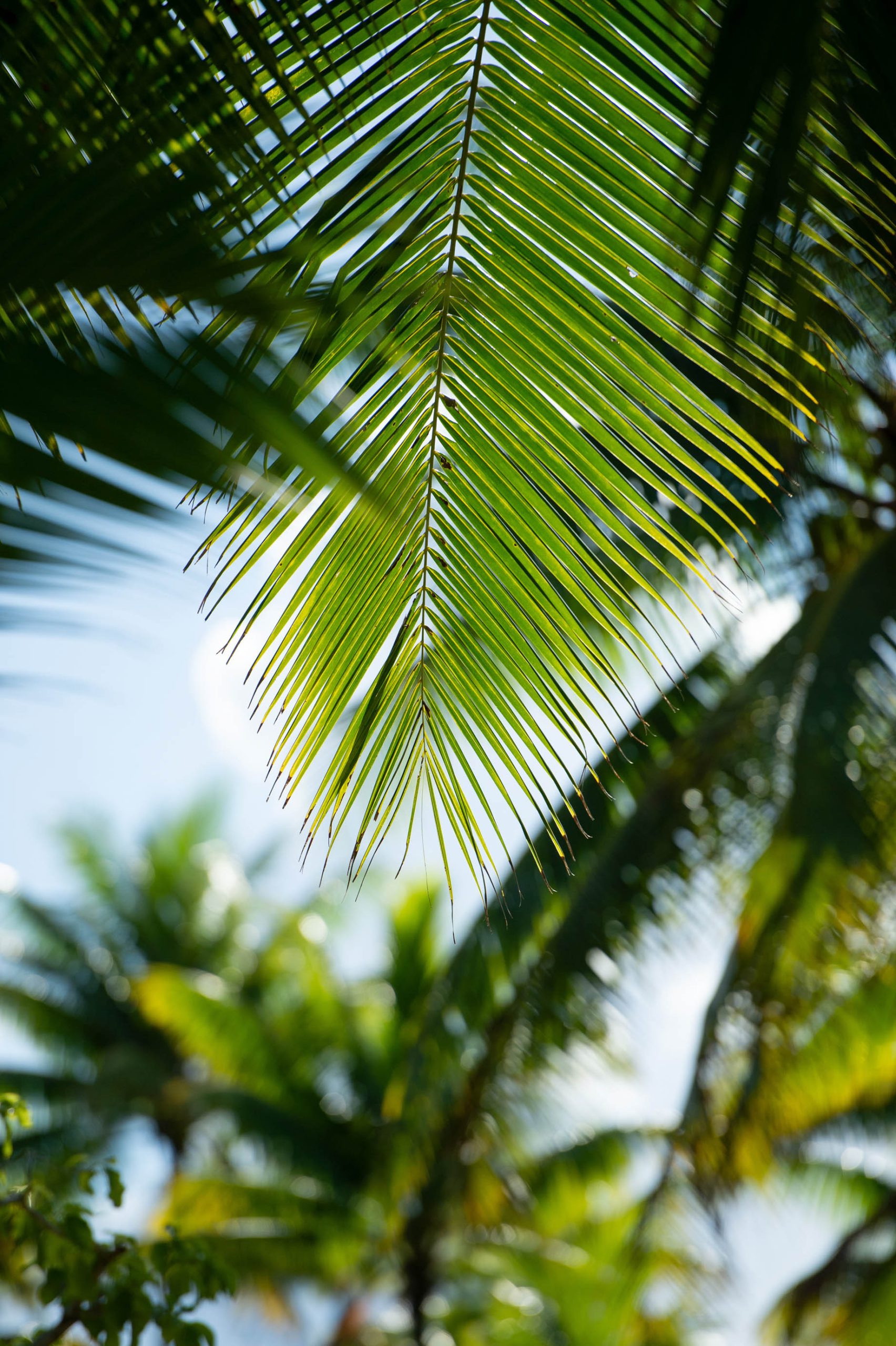 The Brando Resort – Tetiaroa Private Island, French Polynesia – Palm Tree Leaves