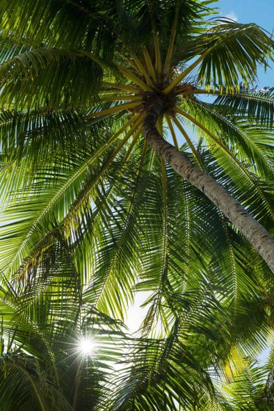 The Brando Resort - Tetiaroa Private Island, French Polynesia - Palm Tree
