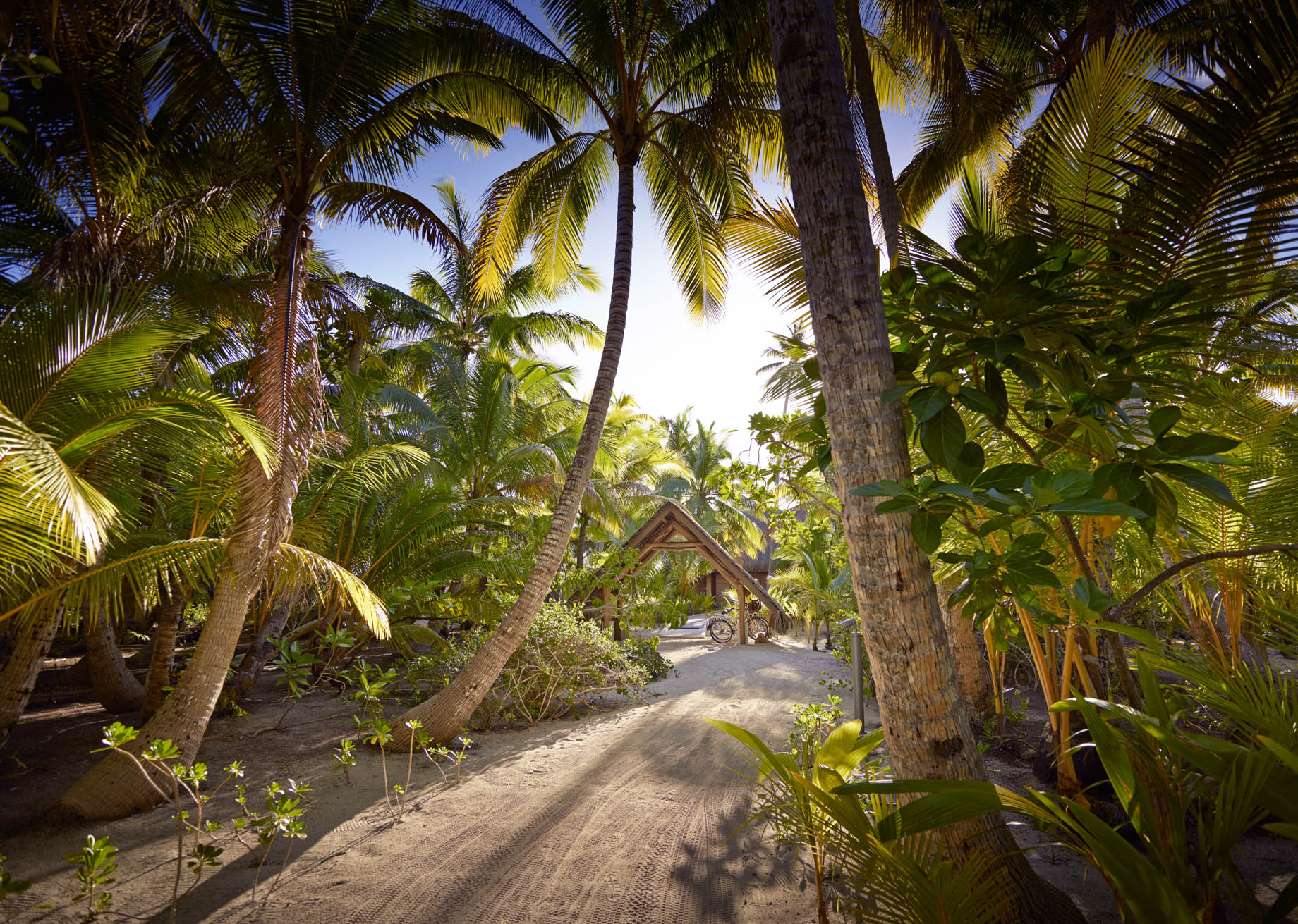 The Brando Resort - Tetiaroa Private Island, French Polynesia - Palm Tree Path