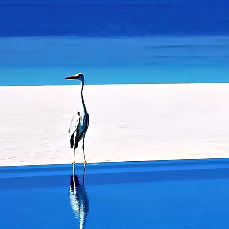 Velassaru Maldives Resort – South Male Atoll, Maldives – Bird on Beach