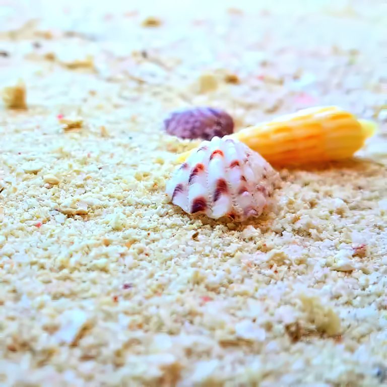 Velassaru Maldives Resort – South Male Atoll, Maldives – Tropical Shells