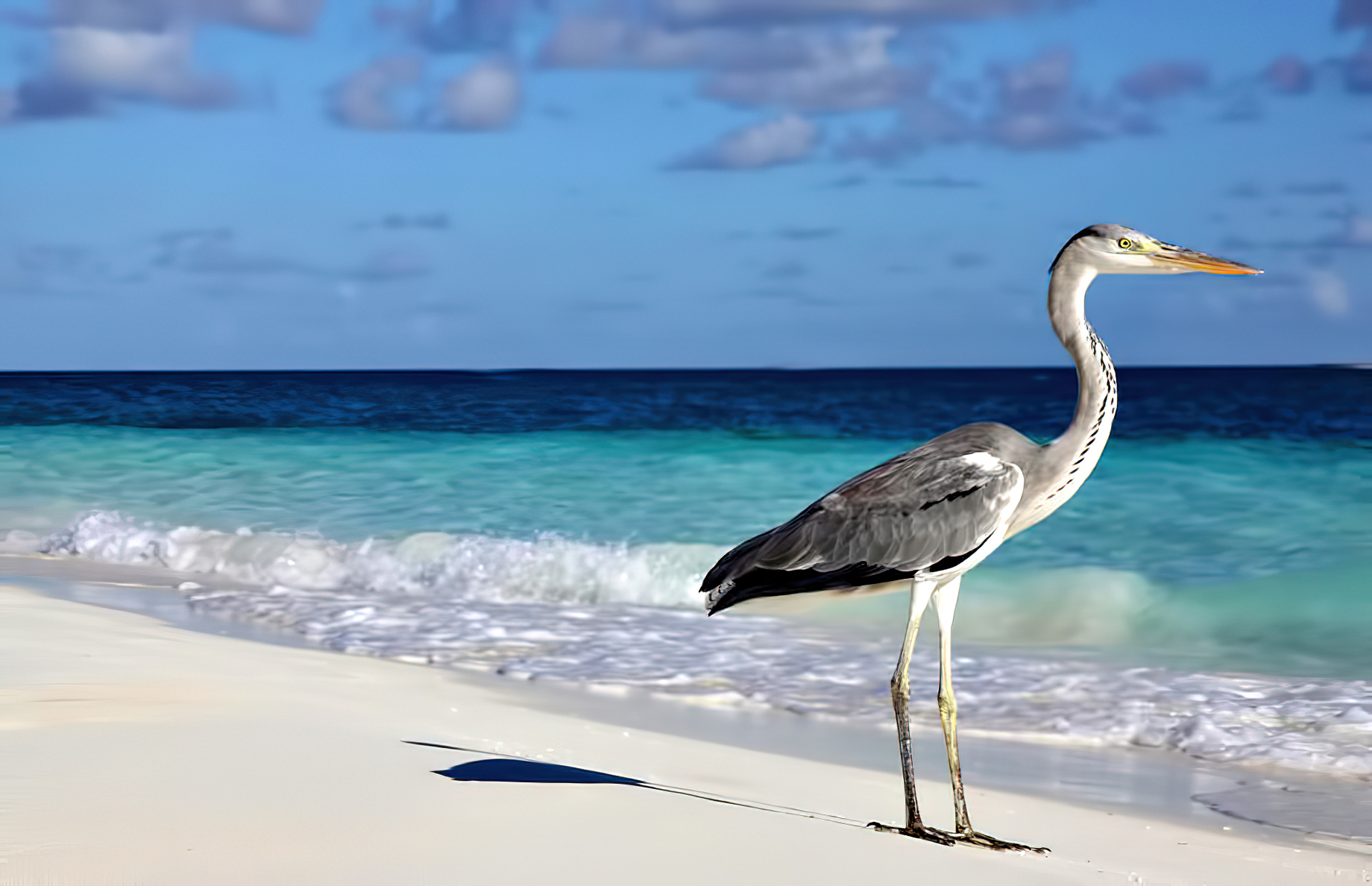 Velassaru Maldives Resort – South Male Atoll, Maldives - Tropical Bird