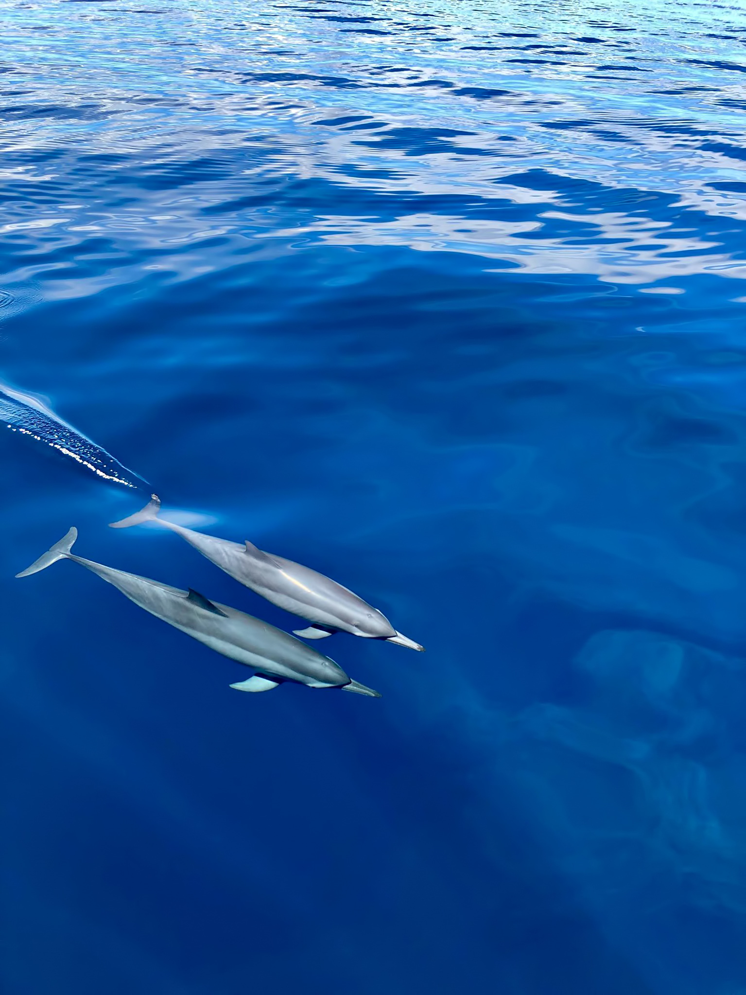 Six Senses Laamu Resort – Laamu Atoll, Maldives – Dolphins