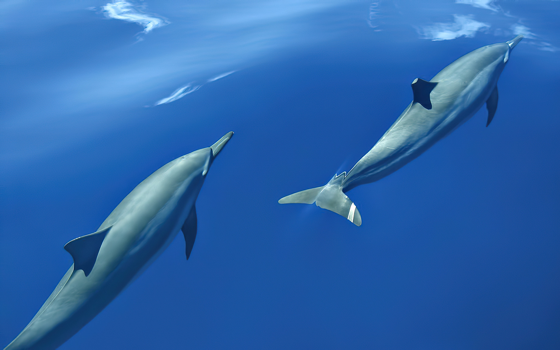 Six Senses Laamu Resort – Laamu Atoll, Maldives – Dolphins