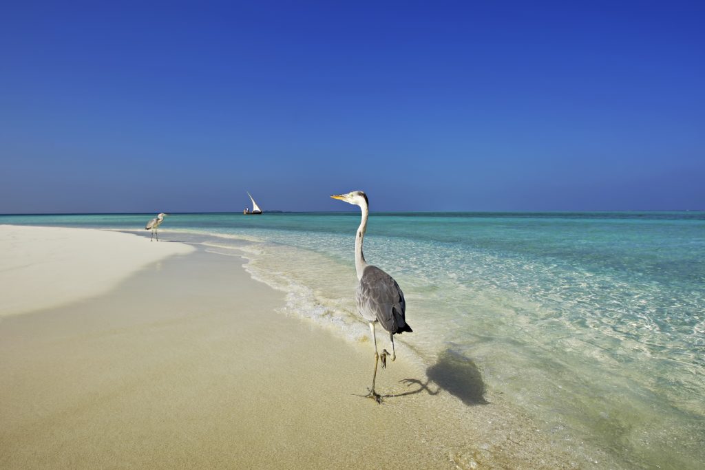 Velassaru Maldives Resort – South Male Atoll, Maldives - Tropical Bird