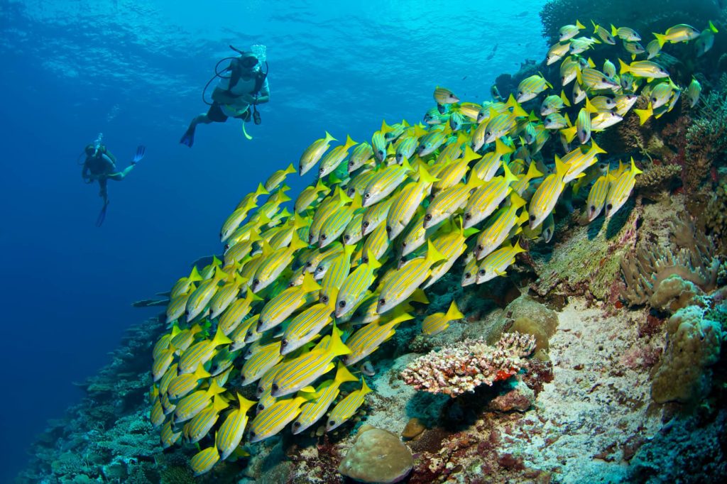 Six Senses Laamu Resort - Laamu Atoll, Maldives - Scuba Diving