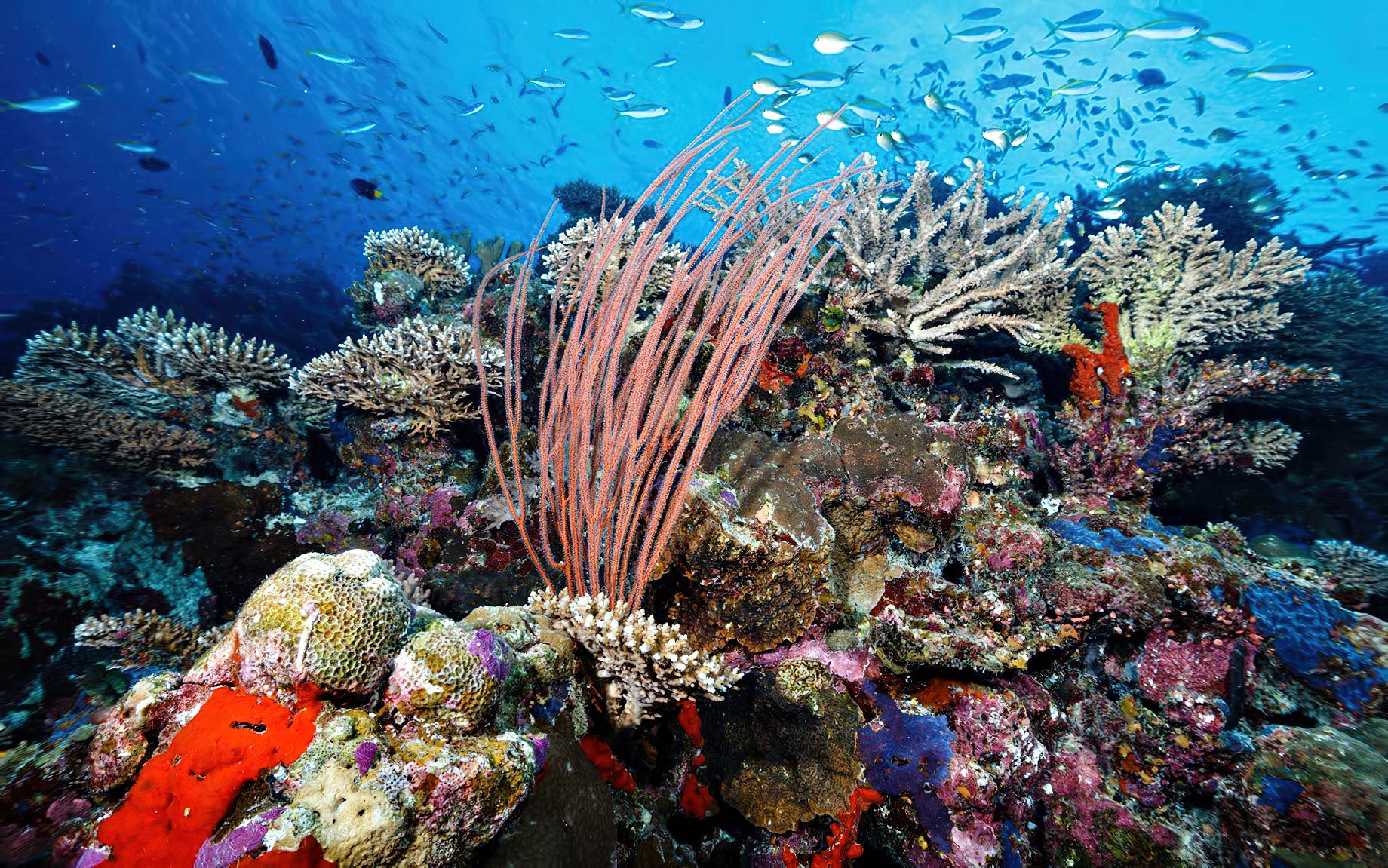 Six Senses Laamu Resort – Laamu Atoll, Maldives – Corel Reef