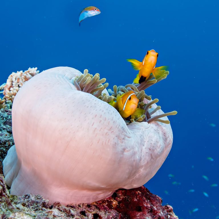 Six Senses Laamu Resort – Laamu Atoll, Maldives – Tropical Fish