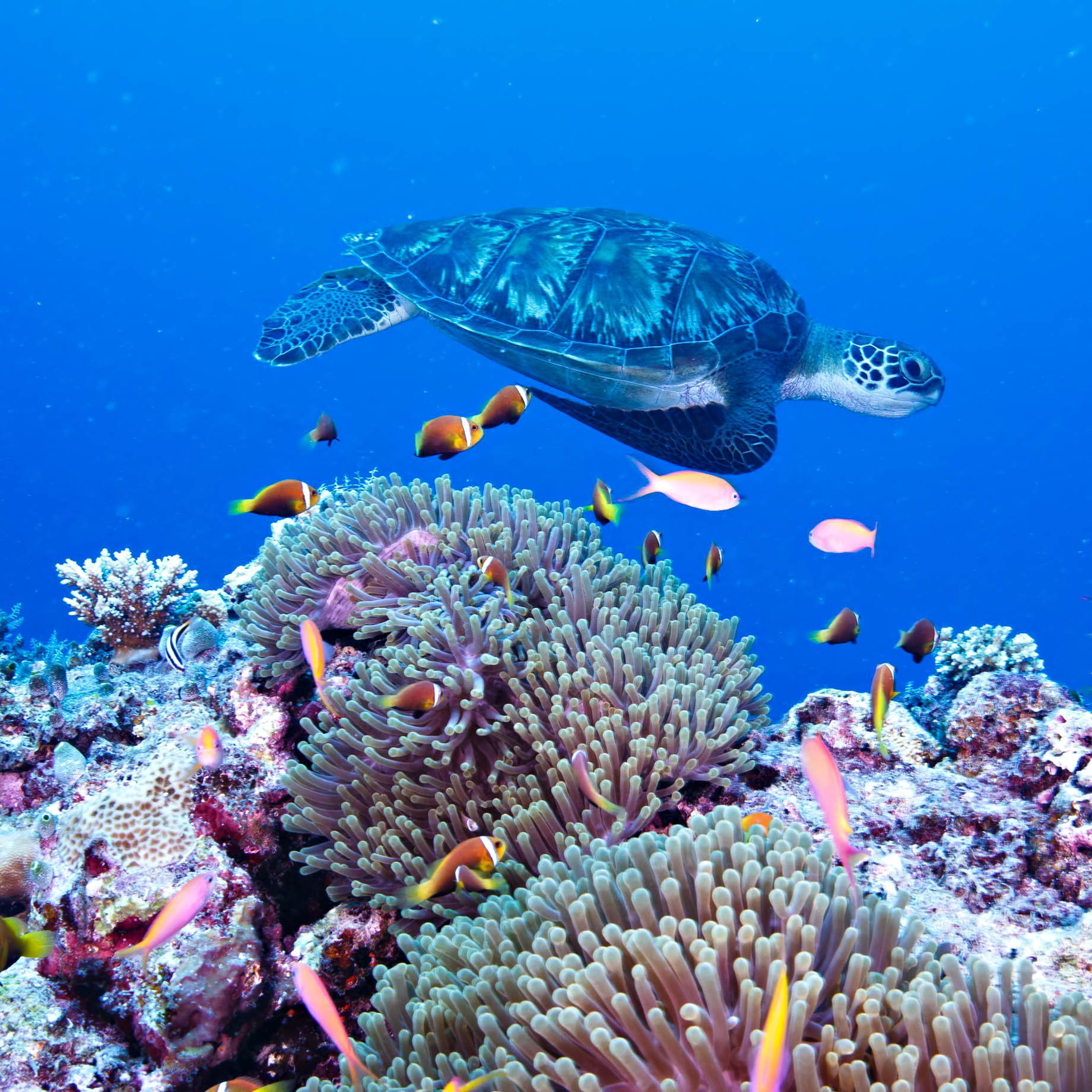 Six Senses Laamu Resort - Laamu Atoll, Maldives - Sea Turtle