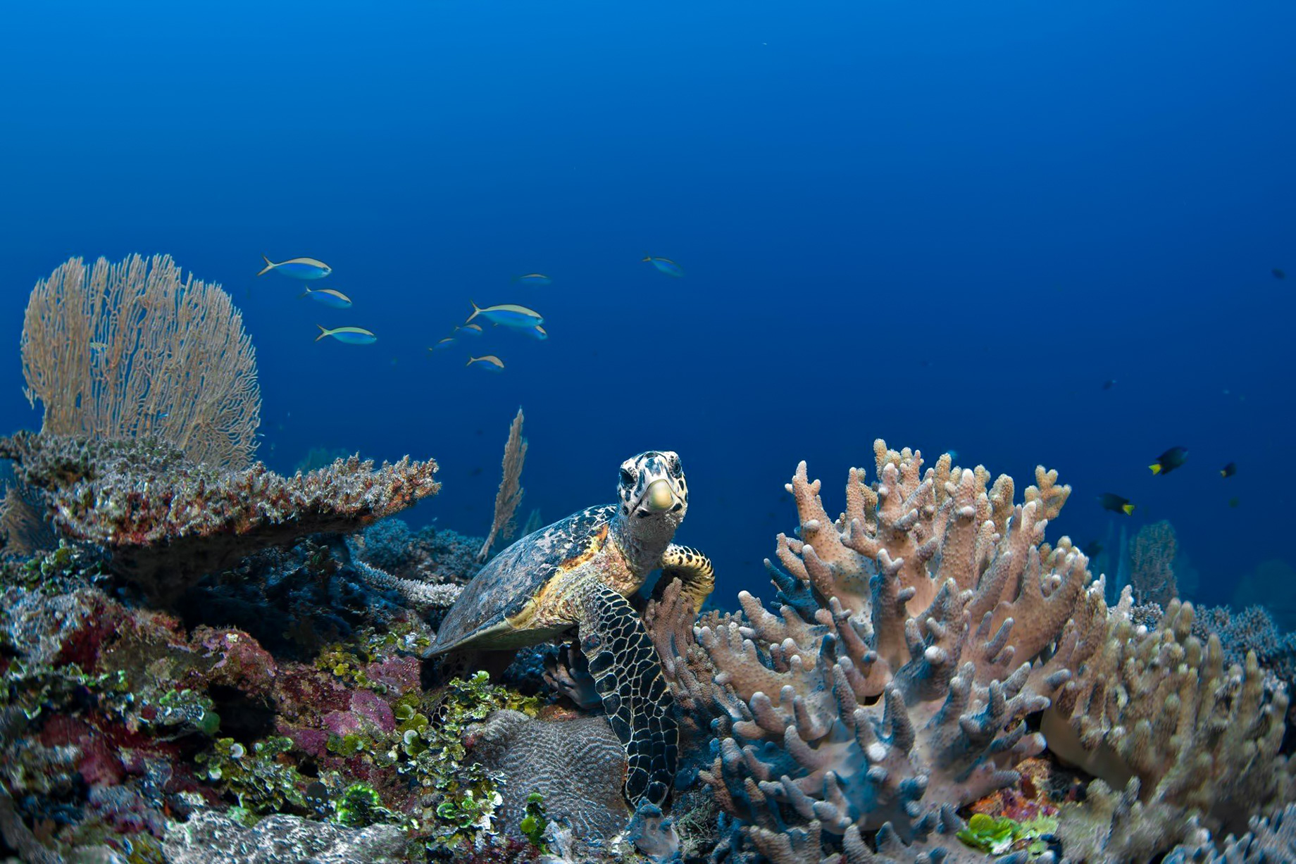 Six Senses Laamu Resort – Laamu Atoll, Maldives – Sea Turtle