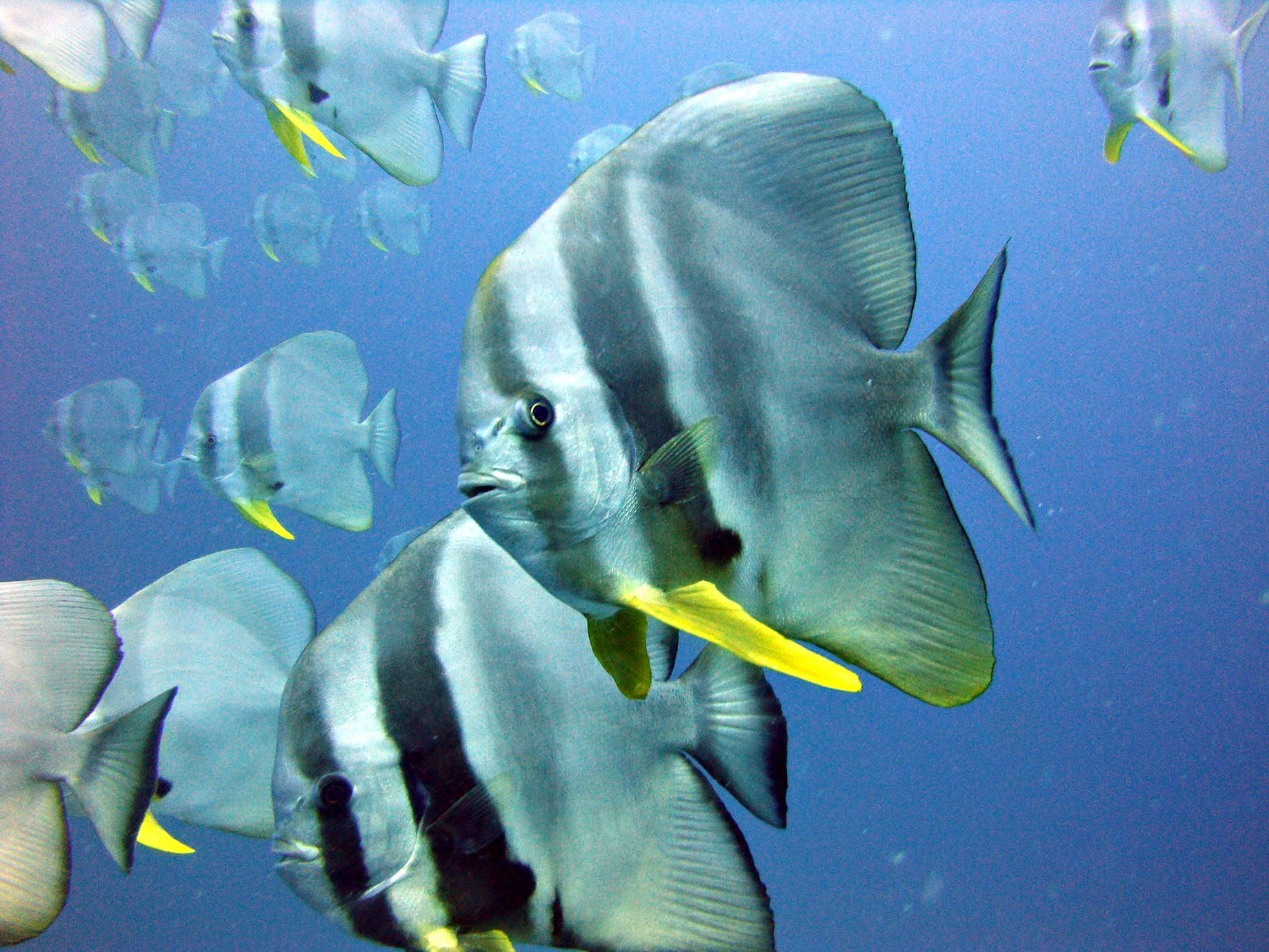 070 – W Maldives Resort – Fesdu Island, Maldives – Tropical Ocean Fish