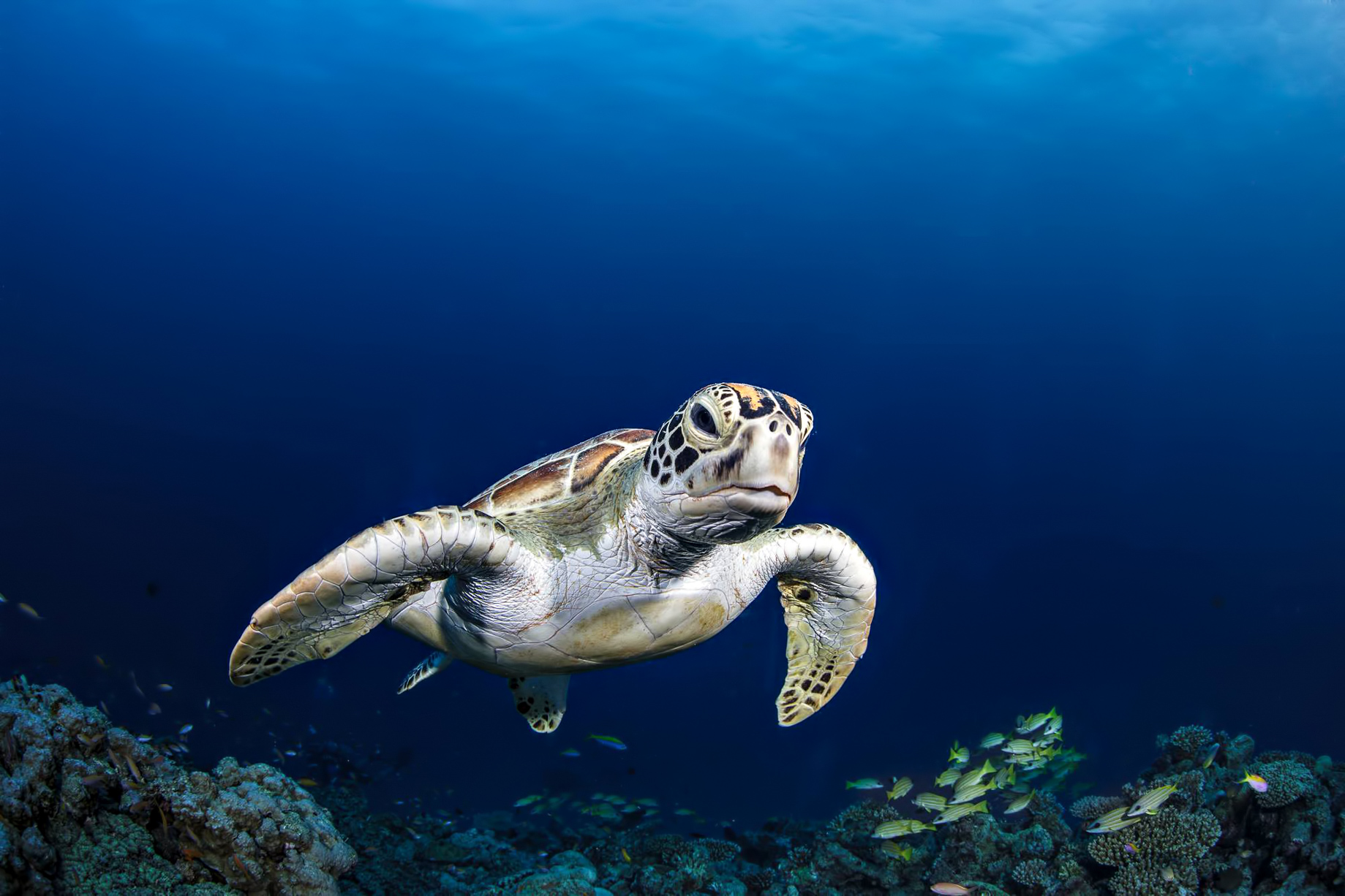 Six Senses Laamu Resort – Laamu Atoll, Maldives – Sea Turtle