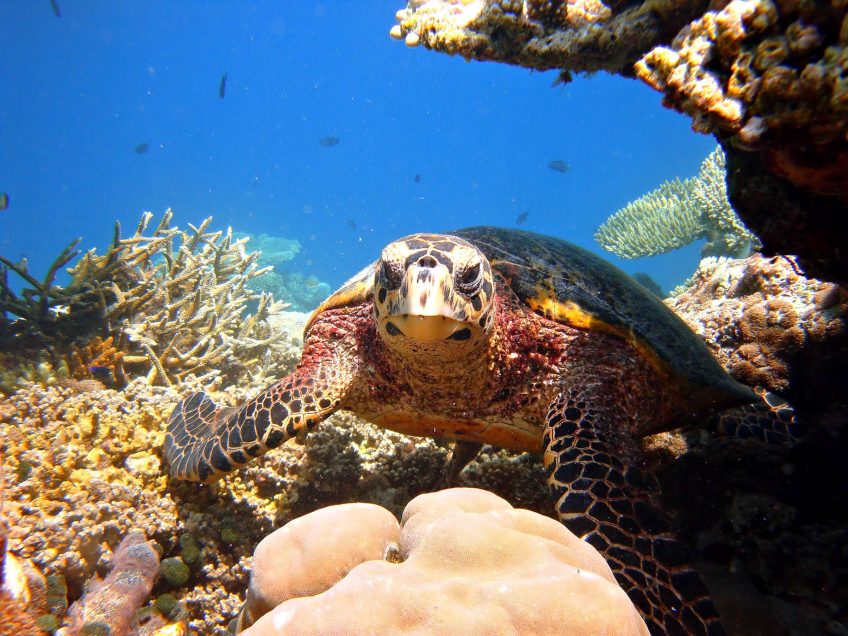 071 - W Maldives Resort - Fesdu Island, Maldives - Tropical Ocean Turtle