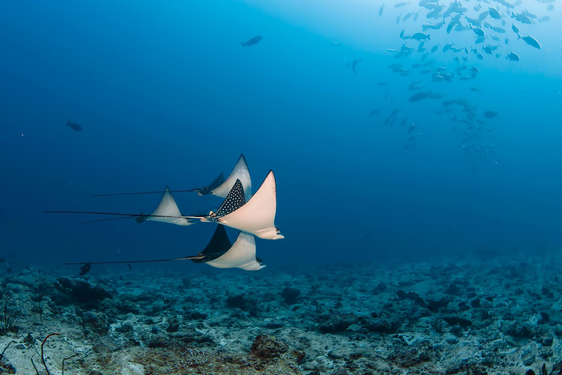 Six Senses Laamu Resort – Laamu Atoll, Maldives – Manta Rays