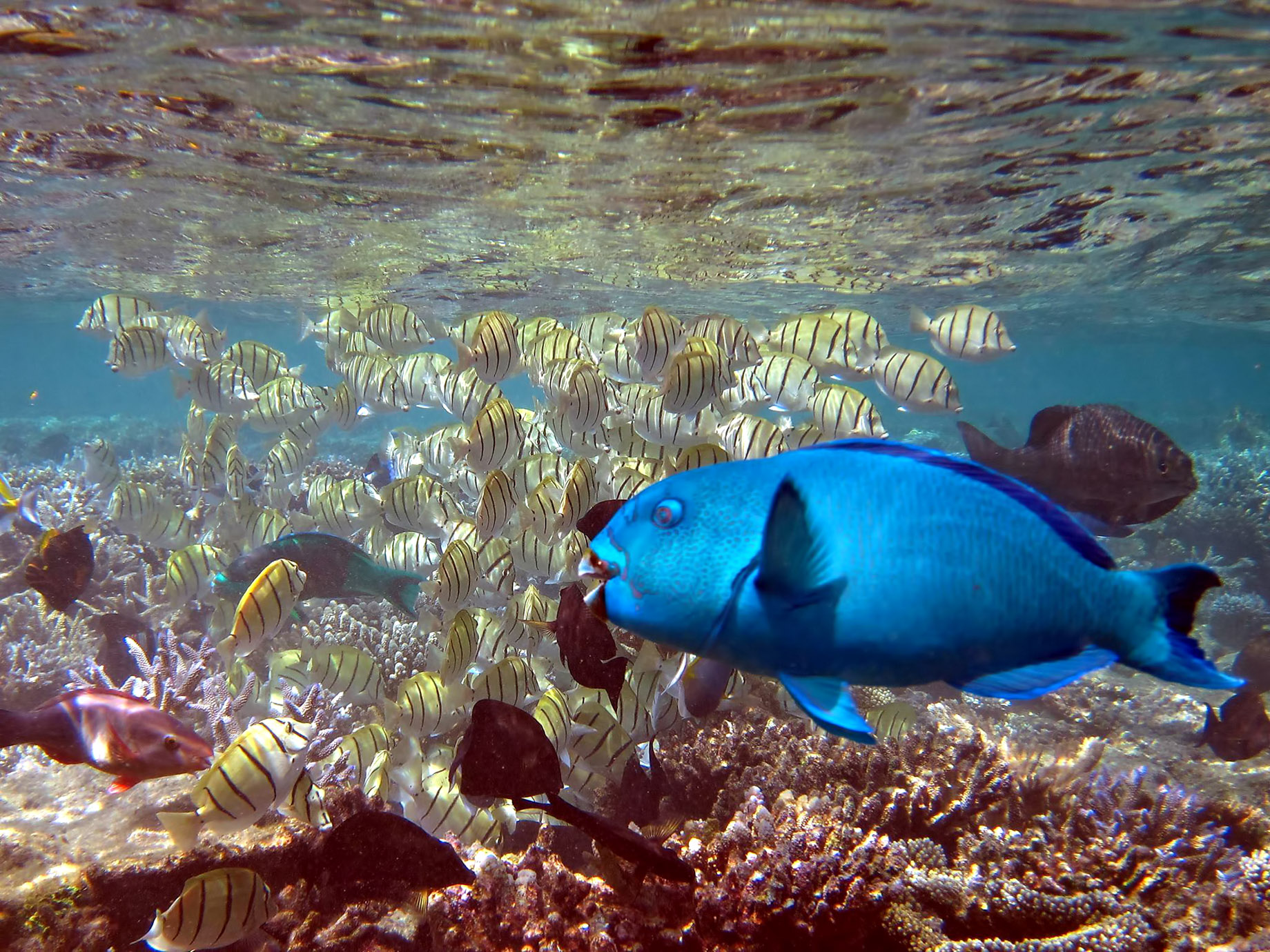 072 – W Maldives Resort – Fesdu Island, Maldives – Tropical Ocean Fish