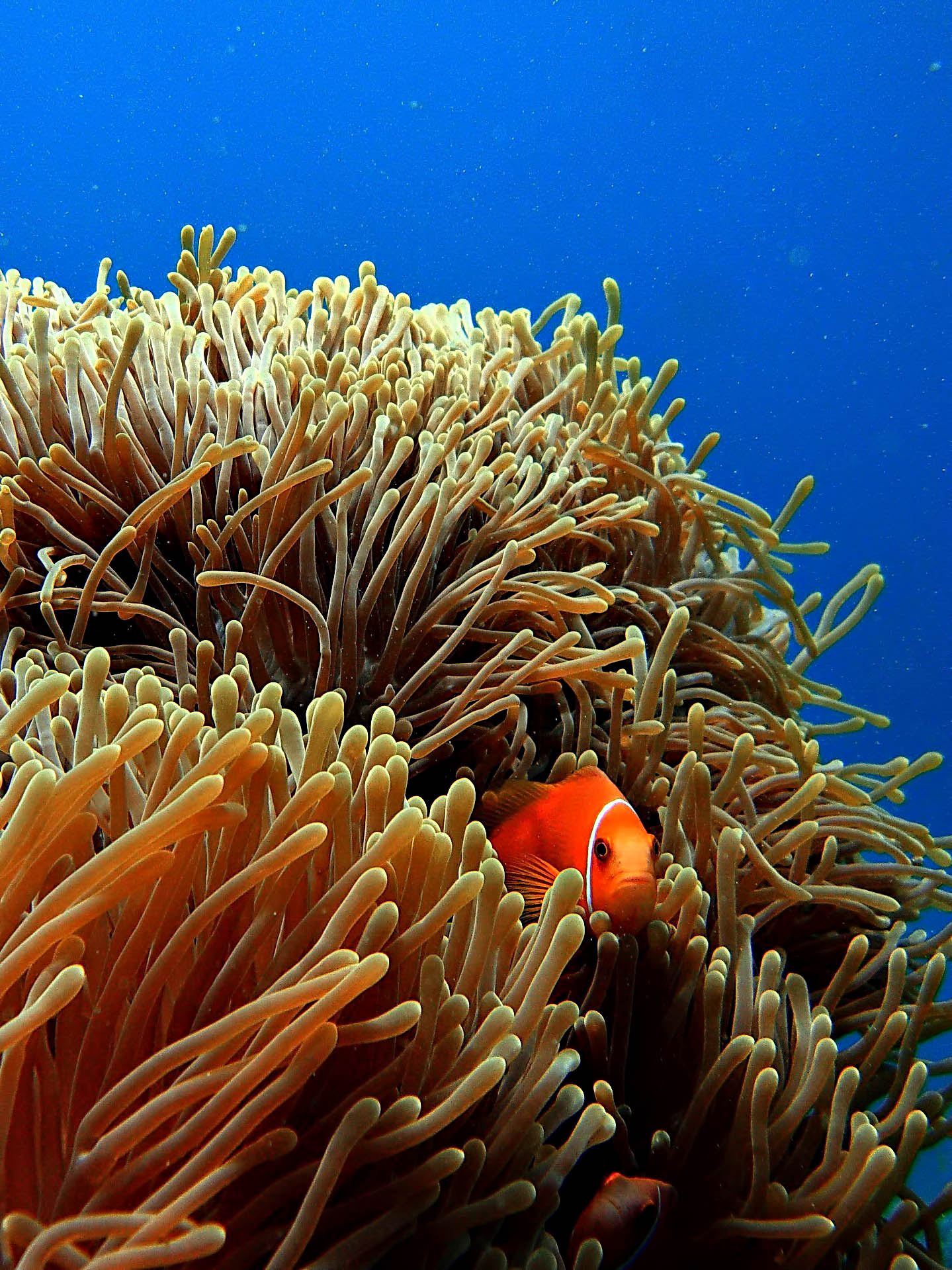 073 – W Maldives Resort – Fesdu Island, Maldives – Tropical Ocean Orange Fish