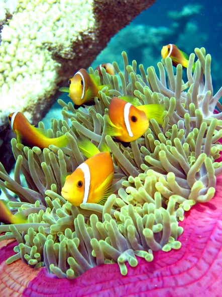 074 - W Maldives Resort - Fesdu Island, Maldives - Tropical Ocean Yellow Fish